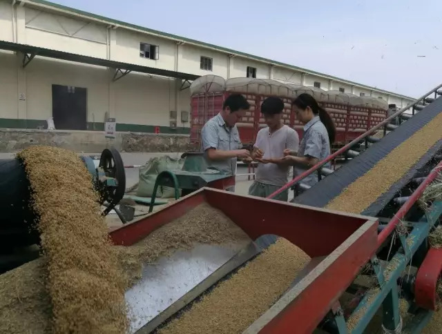 激活市場活力，促進優質優價 糧食收儲市場化改革的戰略意義與實踐路徑